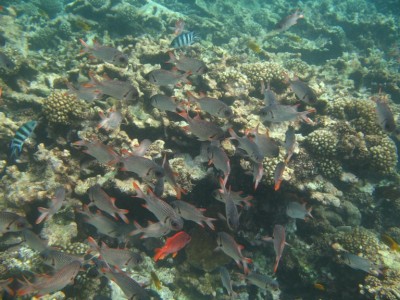 1 Fische IMG_4786.JPG
