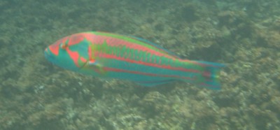 1 Fische IMG_4910.JPG