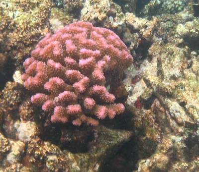 1 Koralle IMG_4804.JPG