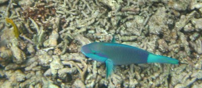 Natürlich gab es die auch schon 2006: Korallenskelette