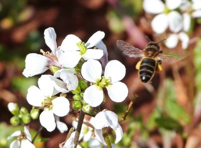 die Bienen summten fleißig um die Blümchen