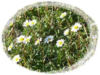 ein Hauch von Frühling liegt in der Luft