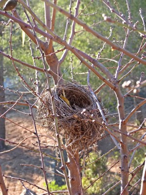 das Nest ist noch leer, aber der Mandelbaum hat schon Knospen angesetzt