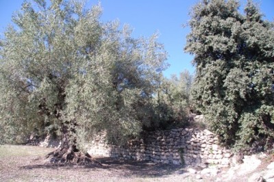 21 in einer alten Kulturlandschaft.JPG (107.9 KiB) 1956 mal betrachtet in einer uralten Kulturlandschaft