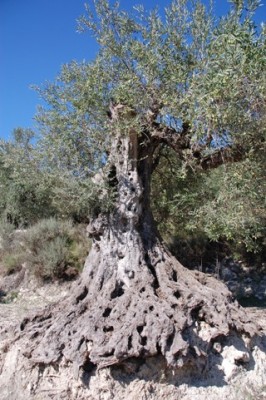 22 uralten Oliven.JPG (115.94 KiB) 1956 mal betrachtet mit alten Olivenbäumen