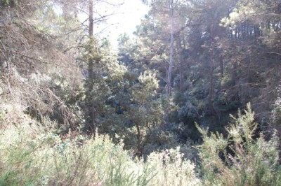 23 Urwald im Barranco.JPG (115.95 KiB) 2372 mal betrachtet verläuft man sich schnell. So mussten wir an dieser Stelle am Grunde eines Barrancos wieder umdrehen, der Urwald war undurchdringbar.