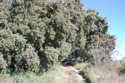 28 Steineichenansammlungen.JPG (111.37 KiB) 1956 mal betrachtet Unter verschiedenen Steineichengruppen fanden wir leckere Pilze für unsere Abendmahlzeit