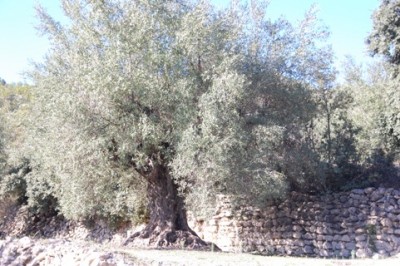 und immer wieder: die durch Natursteinmauern gehaltenen Bancale
