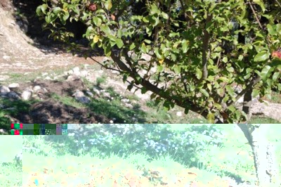 Gänseblümchen blühten auf grünen Wiesen