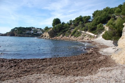 Cala del Pinets - Januar 2014 mit Seegras