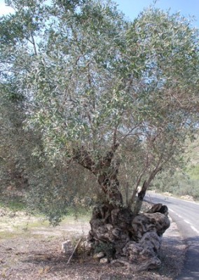 Esel Olive.JPG (107.91 KiB) 2828 mal betrachtet Auf dem Hinweg kamen wir an dieser alten Olive vorbei