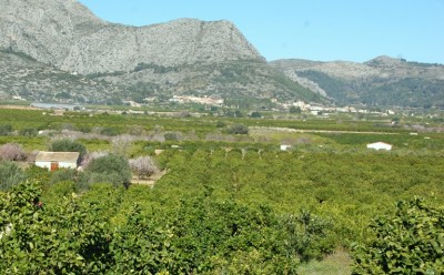 Orangenanbau in der Rectoría, eine historische Region, die zum Marquesado von Dénia gehörte und heute eine Subcomarca der Marina Alta ist. Zu ihr gehören die Dörfer Tormos, Sagra, Ráfol d´Almúnia, Benimeli und Sanet y Negrals.