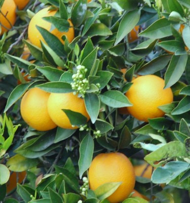 Frucht und Blüte.JPG