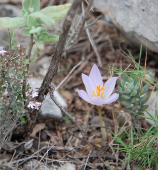 Thymian, Krokus (Safran) und Sternpfeffer