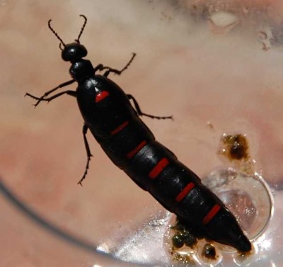 Berberomeloe majalis - vorübergehend in einem Glas gefangen