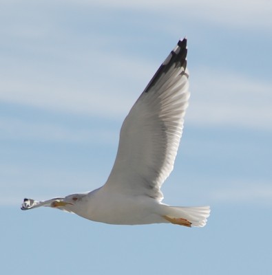 Möwe im Tiefflug