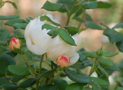 aparter Kontrast Knospe:Blüte