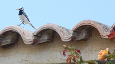 2 Mutter DSC_1000.JPG (465.7 KiB) 4946 mal betrachtet Bachstelzenmutter mit biologischer Nahrung im Schnabel