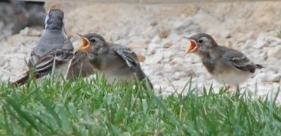 3 DSC_1013 Protest.JPG (135.24 KiB) 4946 mal betrachtet Wir haben Hunger, Hunger, haben