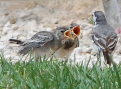 3 DSC_1017 mehr.JPG (124.44 KiB) 4946 mal betrachtet Hunger, Hunger, Hunger, haben Hunger, Hunger, Hunger haben