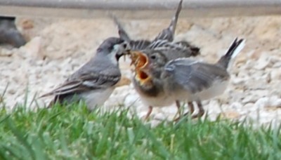 3 Futter DSC_1008.JPG (140.88 KiB) 4946 mal betrachtet Durst!