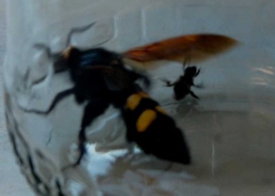a Gegensätze DSC_0474.JPG (45.04 KiB) 7116 mal betrachtet Die Aufnahme ist unscharf, zeigt aber den Größenunterschied zwischen Dolchwespe und Biene