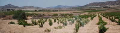 Weinbau in der trocken gelegten Lagune