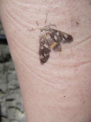 Schmetterling 02.jpg