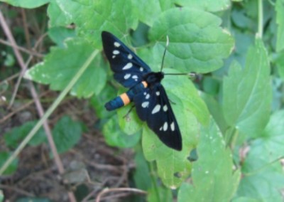 Schmetterling 03.jpg
