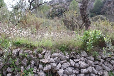 Gänseblümchen auf Natursteinterrassen,
