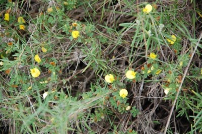 dort gelbe Blüten,