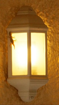 Um die nützlichen Geckos vor den streunenden Katzen zu schützen, lassen wir in der Nacht im oberen Porche immer das Licht brennen. So gelang mir diese Aufnahme.