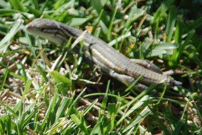 Eine unserer recht zutraulichen Eidechsen (sie laufen mir schon mal bei der Gartenarbeit den Arm hoch) im Mai 2014