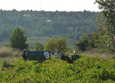 Weinlese im Jalontal, Kalenderblatt vom 1.9.2012, Foto Citronella