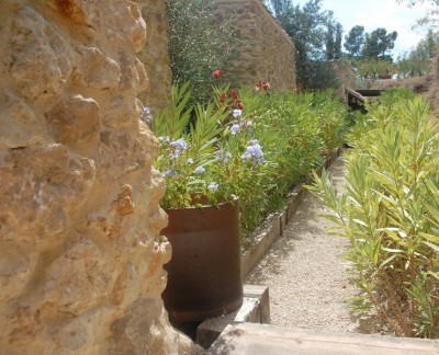 Oleander 1.JPG