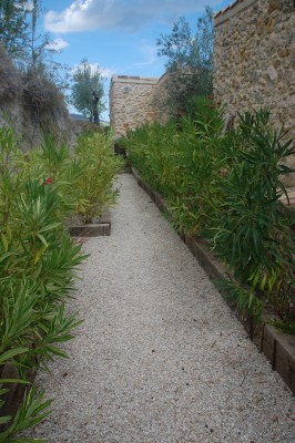 Oleander 2.JPG