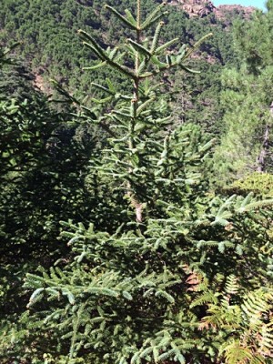 Dies ist die seltene Pinsapo, sieht irgendwie aus wieein gelungener Weihnachtsbaum...