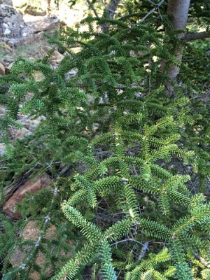 Das Gewächs gab dem Paseo seinen Namen: Pinsapo, eine Pinienart, die nur ganz vereinzelt in dieser Gegend Andalusiens vorkommt.