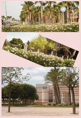Auf dem Campus der Universität Alicante