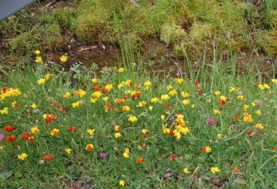 DSC_1545 Frbenpracht an eine gebirgsbächlein.JPG (142.49 KiB) 7560 mal betrachtet Farbenpracht an einem Gebirgsbach