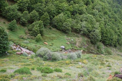 DSC_1542 Kühe am Bach.JPG (152.68 KiB) 7560 mal betrachtet Kühe