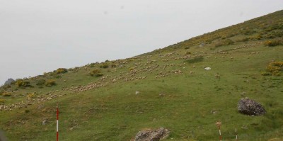 DSC_1485 Schafe und Stangen zum Messen der Schneehöhe.JPG (83.64 KiB) 7560 mal betrachtet Schafe an kargen Gebirgshängen, an den Straßen Schneestangen für den Winter