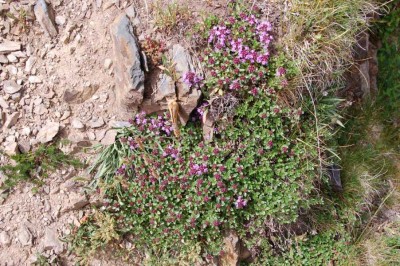 DSC_1465 Rasiger Dost, Origanum vulgare Majoran.JPG (190.64 KiB) 9380 mal betrachtet Rasiger Dost/Majoran/Origanum vugare