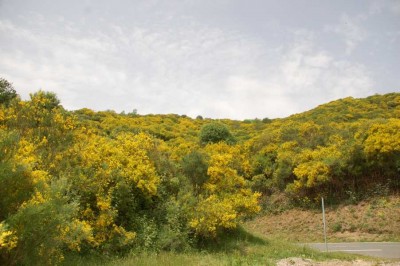 DSC_1417 Farbe und Duft.JPG (126.18 KiB) 6199 mal betrachtet Duft und Farbe