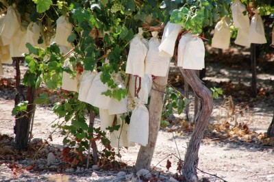 Uvas im August Monforte del Cid.JPG (311.23 KiB) 5813 mal betrachtet Verpackte Weintrauben im August - Monforte del Cid