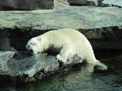 Eisbär.jpg