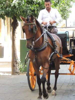 Pferd und Wagen super gepflegt, Kutscher einfühlsam...