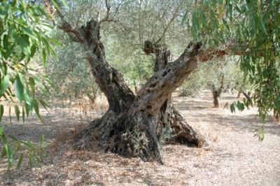 Olive6.JPG