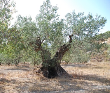 Olive2.JPG