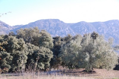 Olive11.JPG